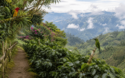 Avistamiento de aves en el Eje Cafetero: una experiencia única en Colombia